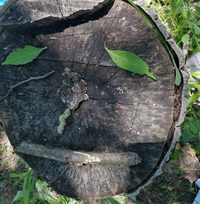 イベント名：糸びと工房こども美術室　森のワークショップ