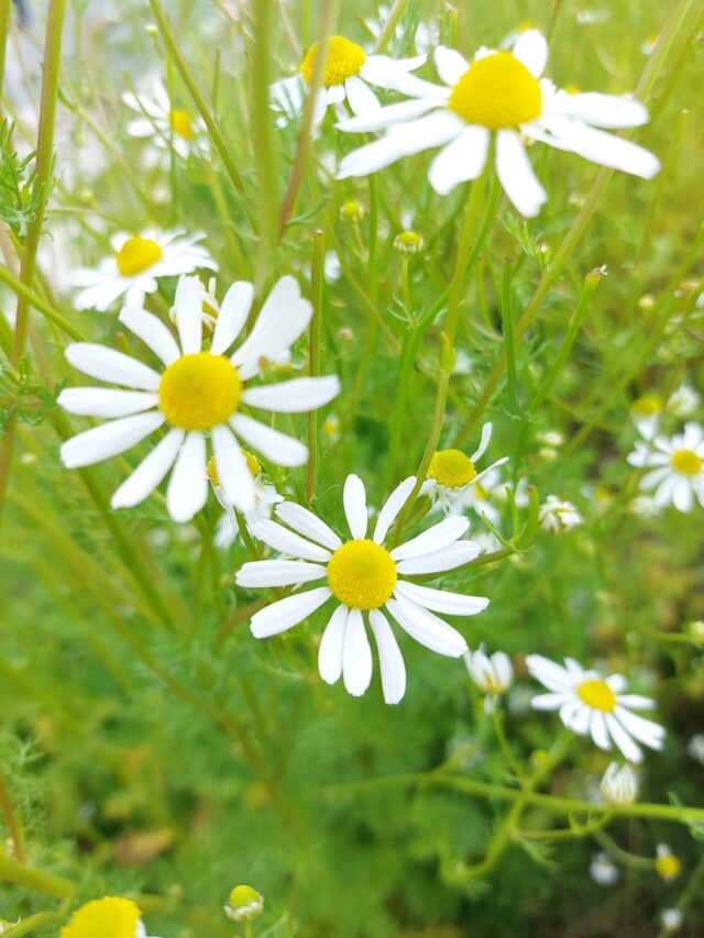 イベント名：アロマ香るシュガースクラブ