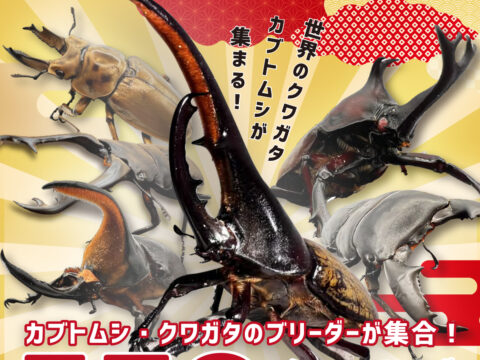 イベント名：カブトムシクワガタ展示即売イベント