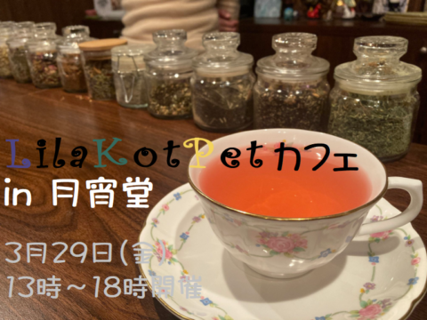 イベント名：LilaKotPet(りらこっぺ)カフェ in 月宵堂