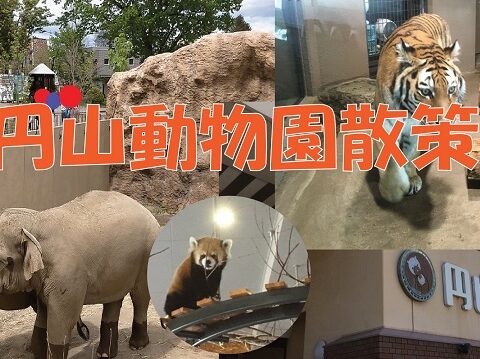 イベント名：35～52歳　円山動物園出会い散策