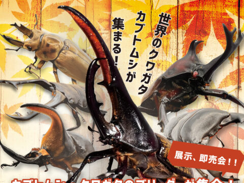 イベント名：北海道最大！クワガタカブトムシの販売イベント「EZOクワカブフェスタ」！