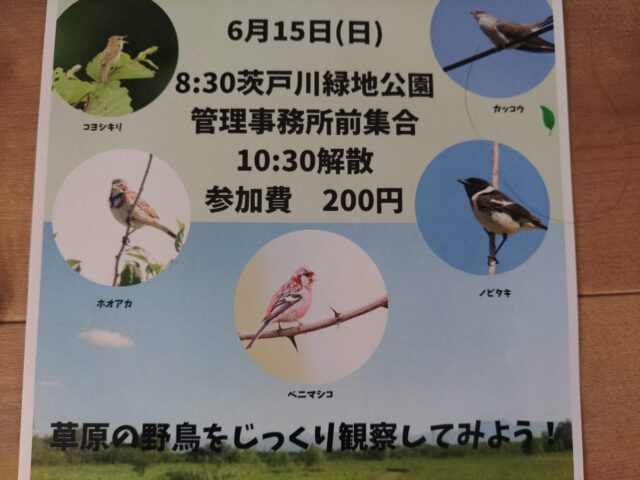 イベント名：茨戸川緑地公園観察会